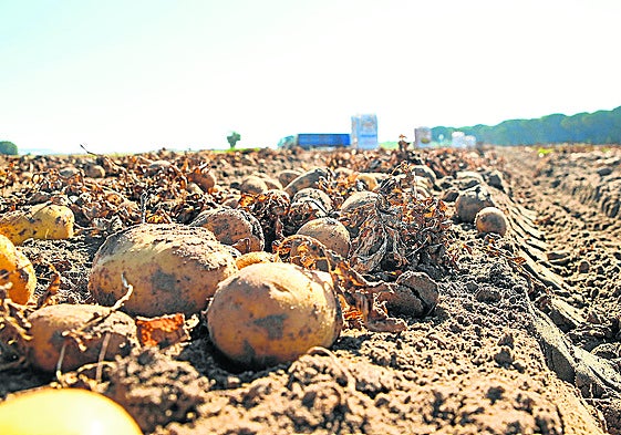 Recogida de patata en una parcela de la región.