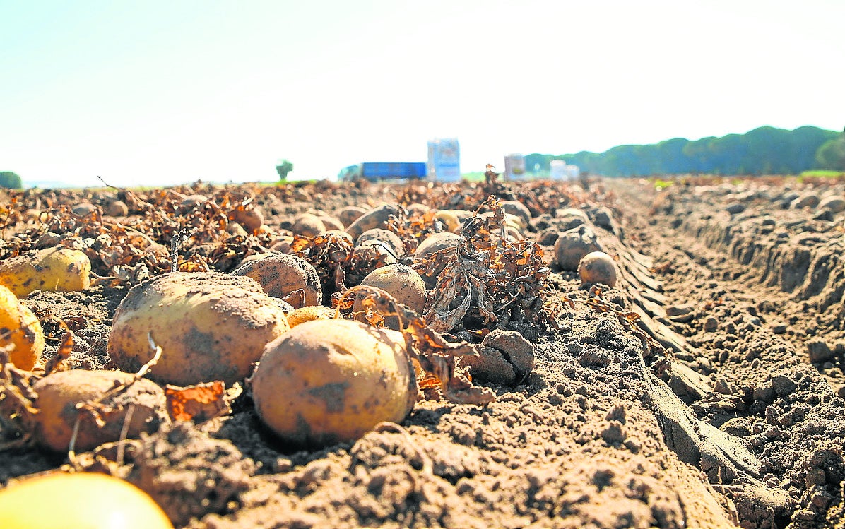 Recogida de patata en una parcela de la región.