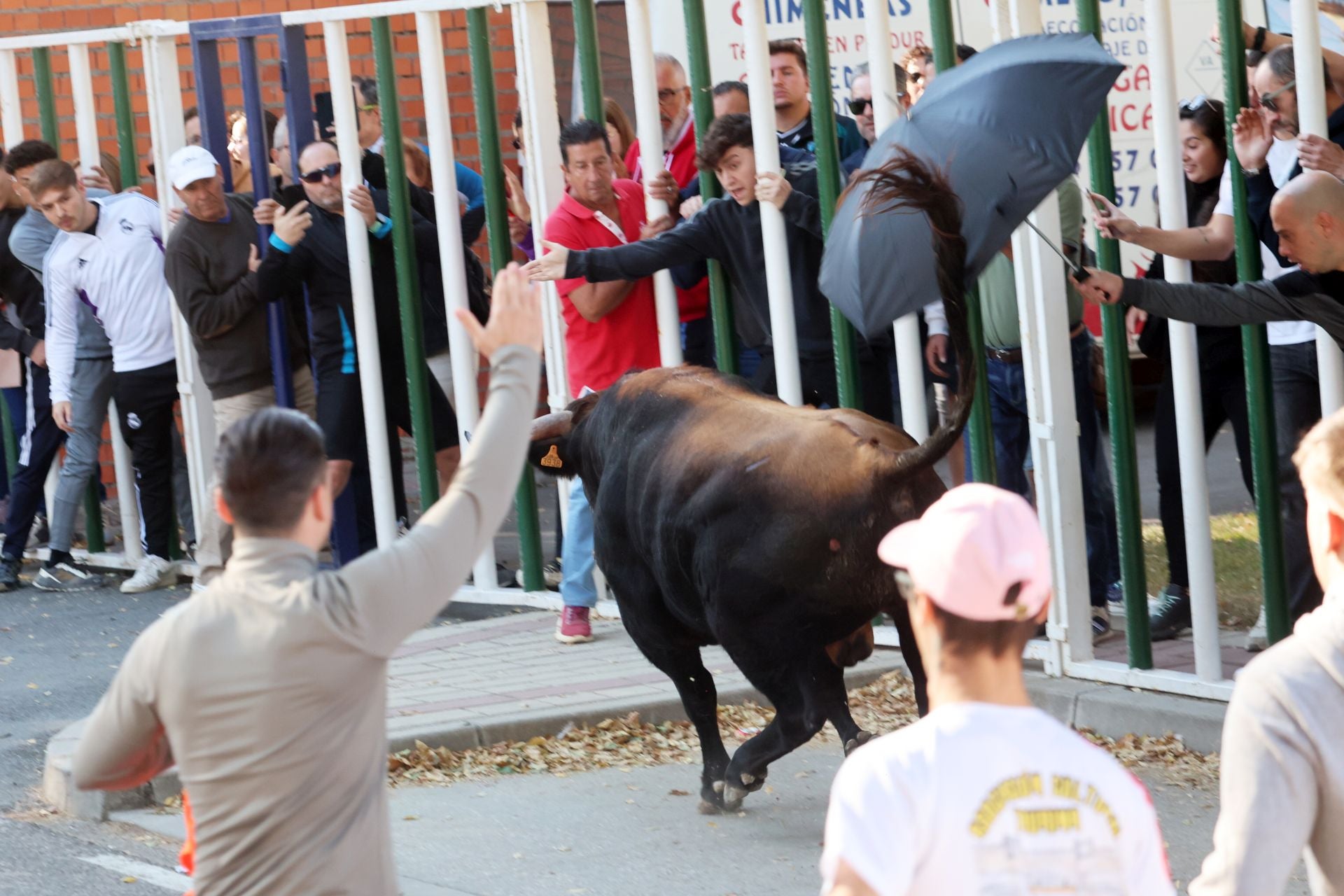 Las imágenes de la suelta del toro de cajón en Olmedo