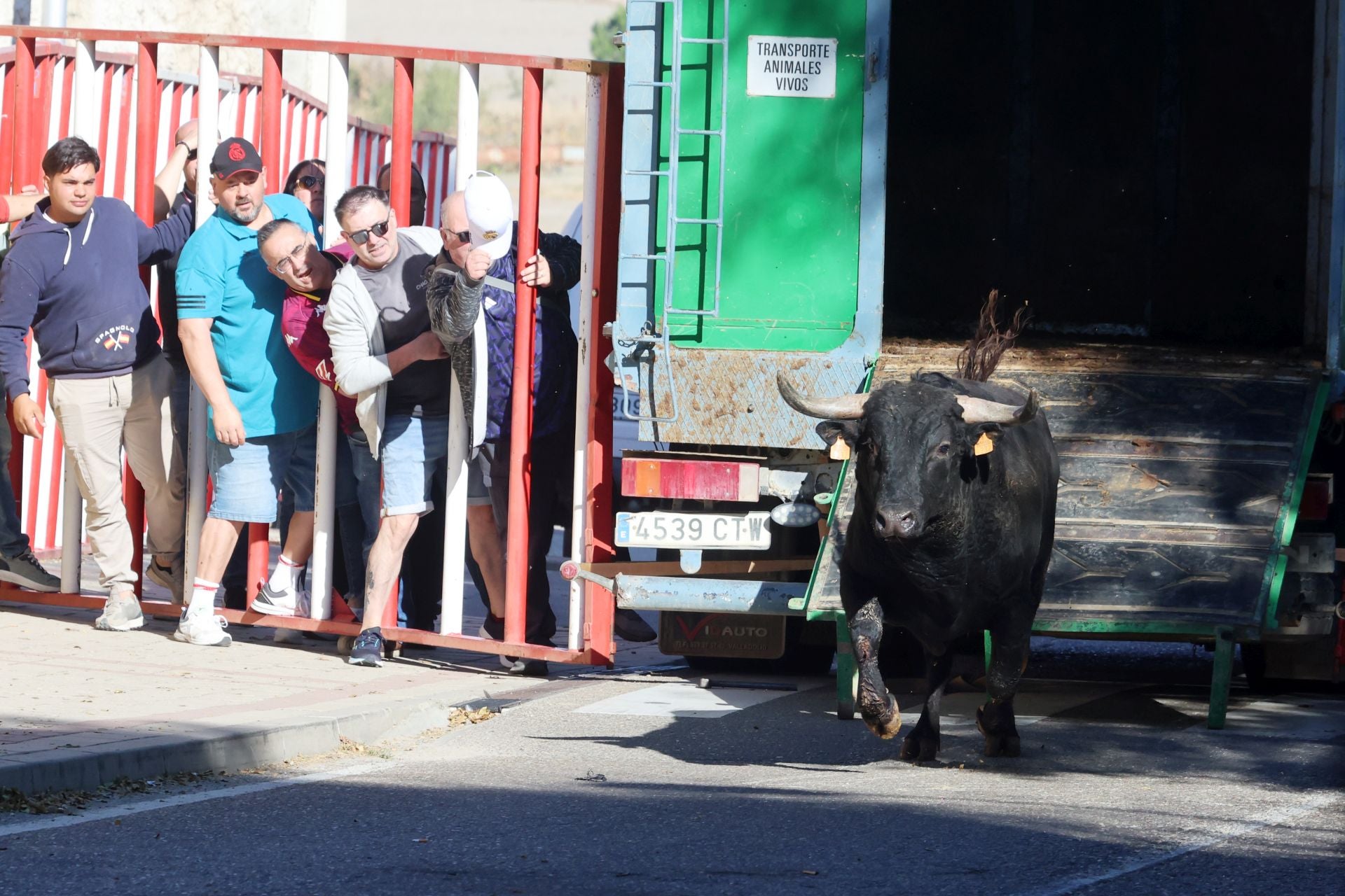 Las imágenes de la suelta del toro de cajón en Olmedo