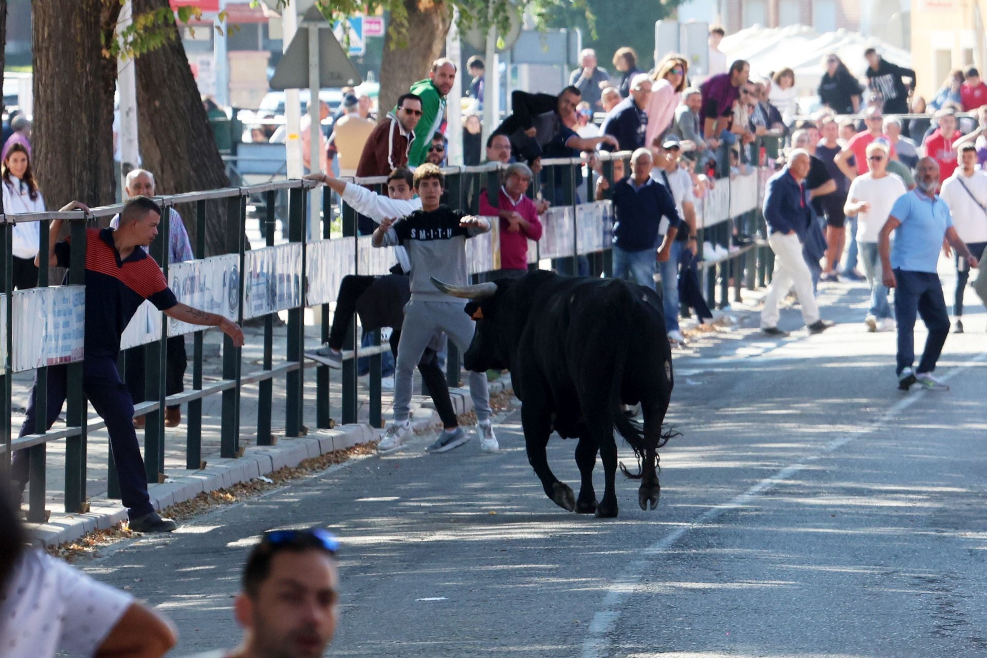 Las imágenes de la suelta del toro de cajón en Olmedo