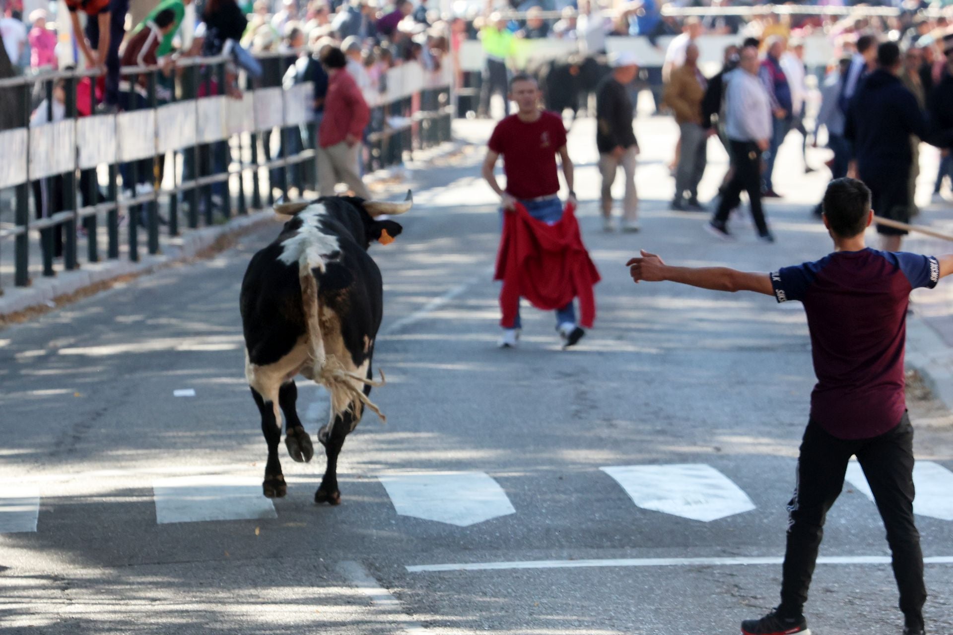 Las imágenes de la suelta del toro de cajón en Olmedo