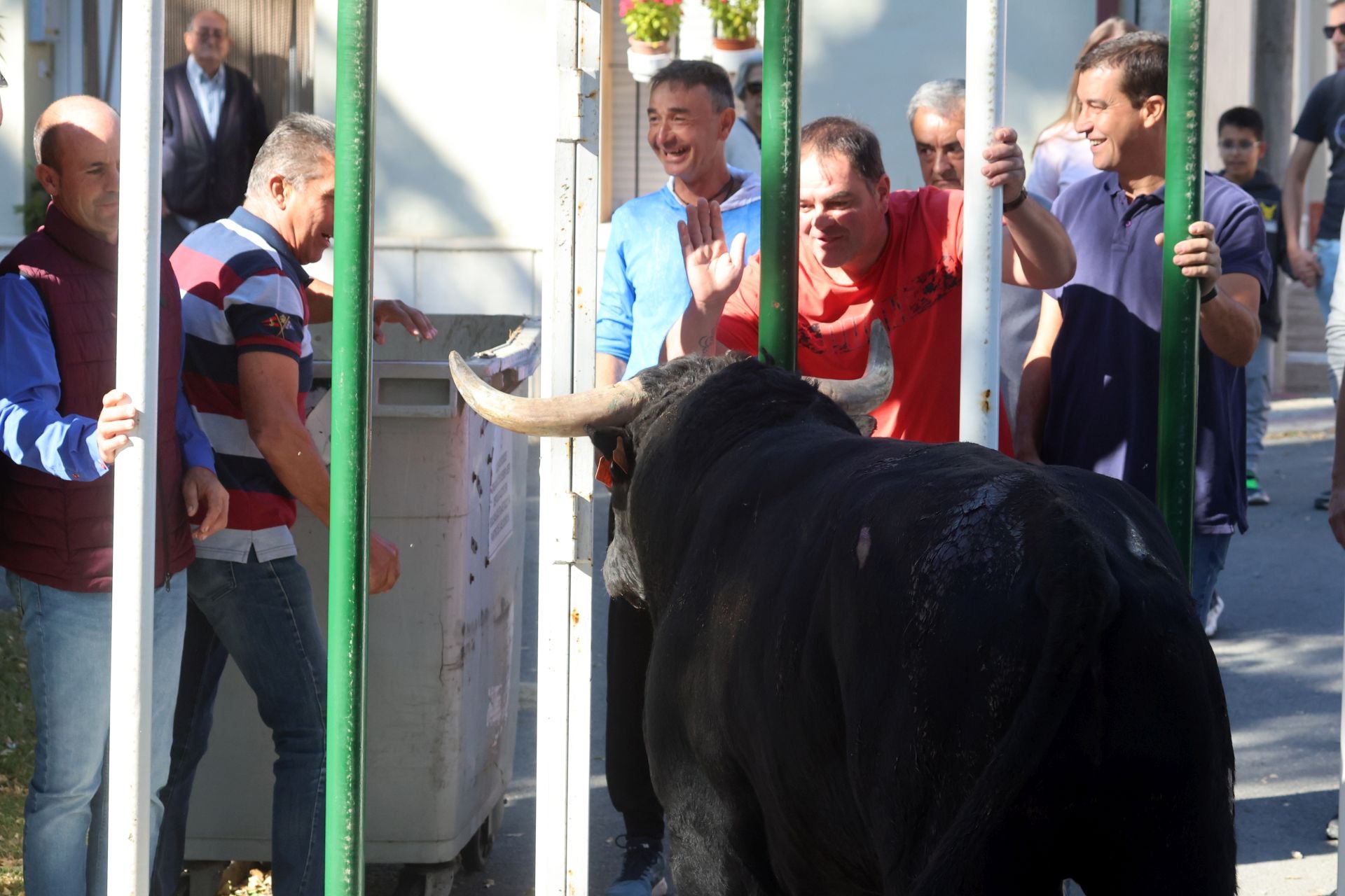 Las imágenes de la suelta del toro de cajón en Olmedo