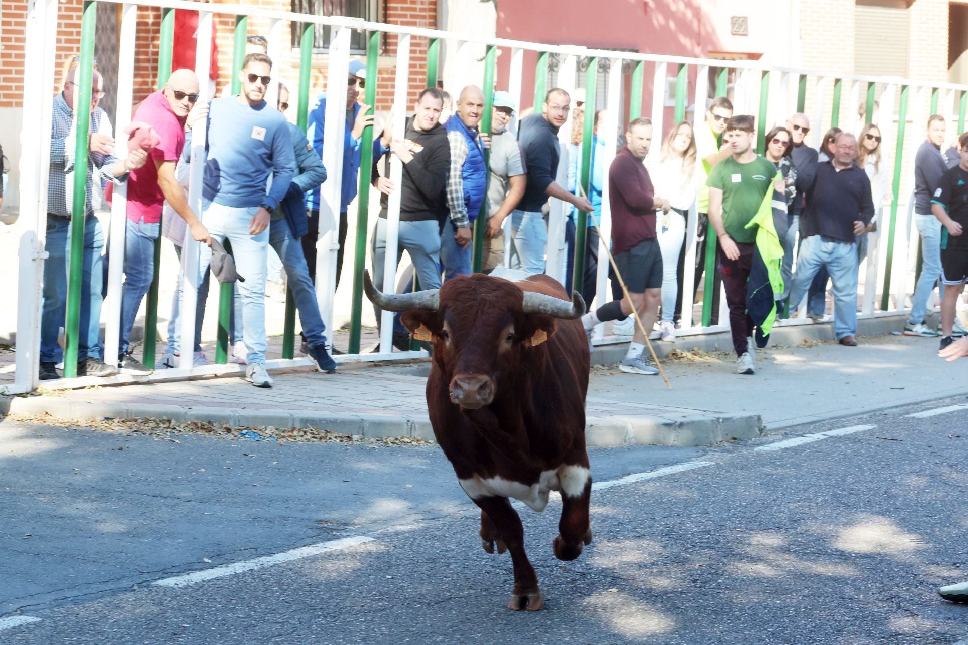 Las imágenes de la suelta del toro de cajón en Olmedo