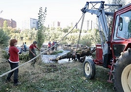En torno a una docena de voluntarios han retirado los troncos que estaban atrapados en las antiguas aceñas del Puente Mayor.