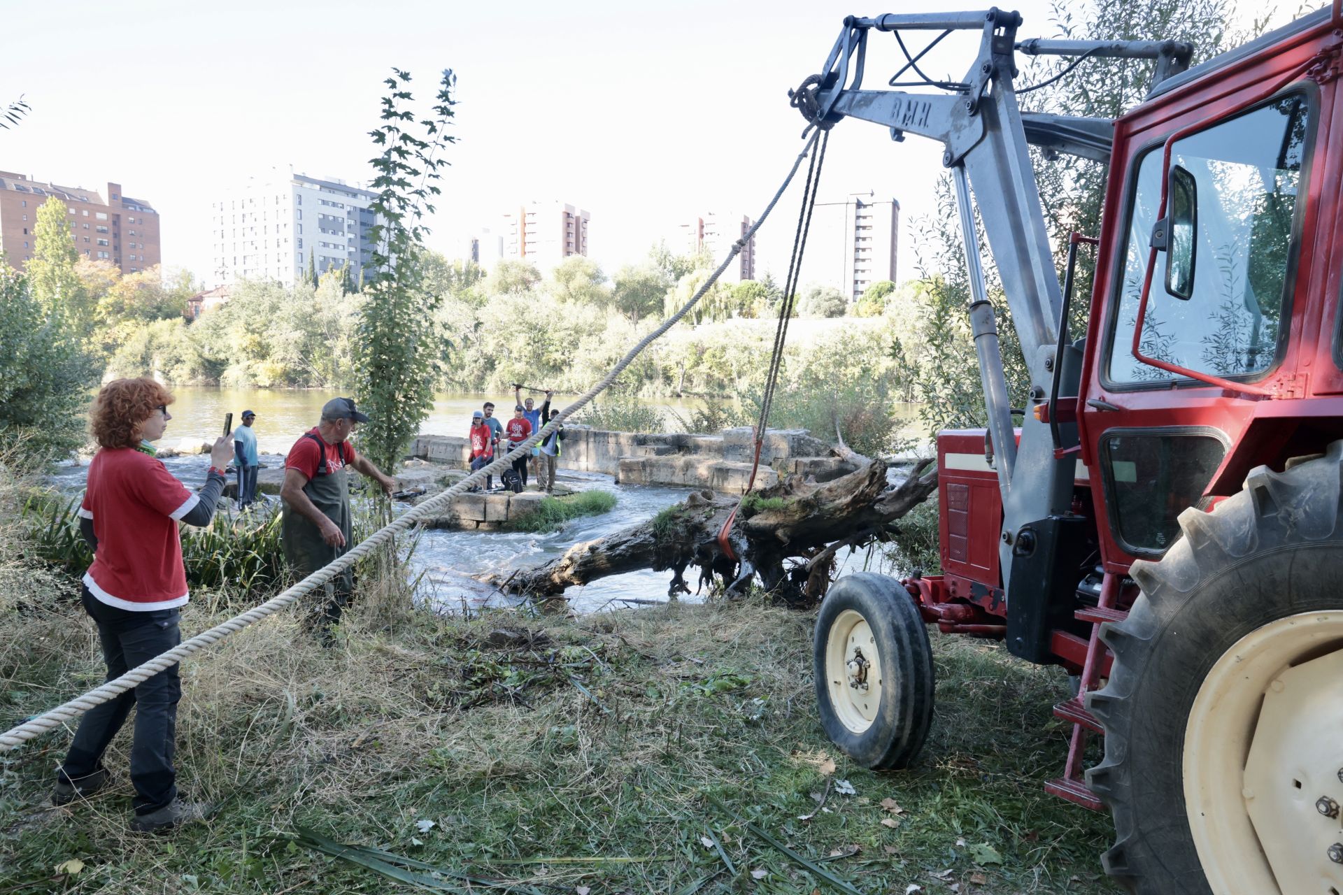 La limpieza de las antiguas aceñas del Puente Mayor, en imágenes