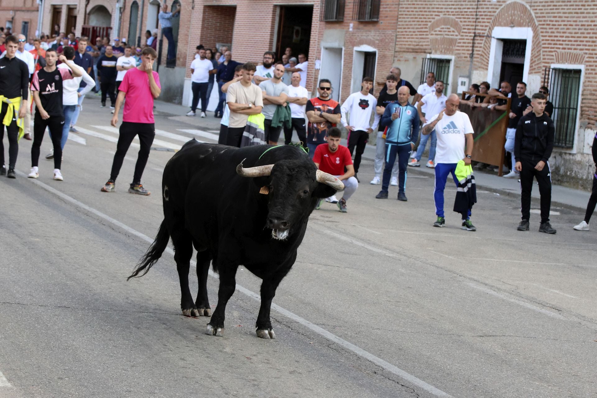 Las imágenes del toro de la vendimia en Rueda
