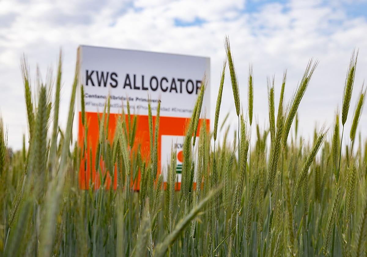 KWS Allocator es el único centeno híbrido de primavera en el mercado.