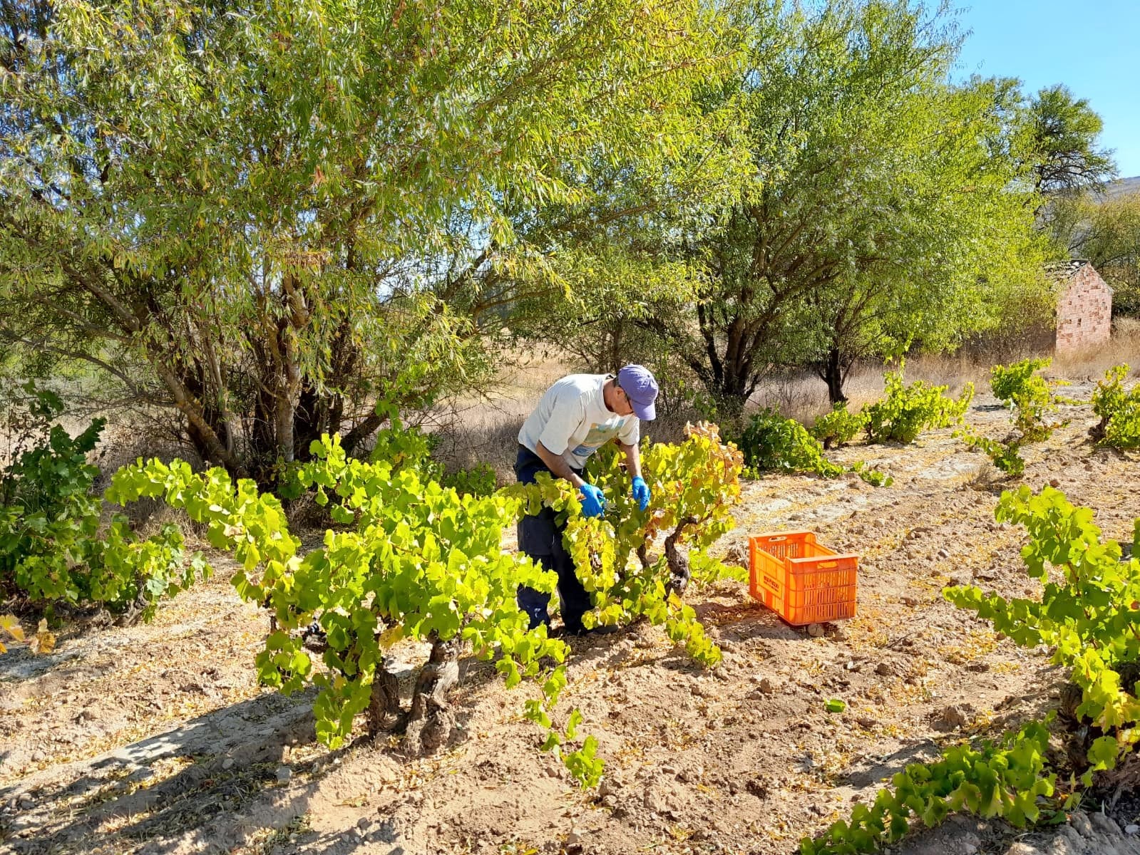 XVII Fiesta de la Vendimia en Castrillo de Don Juan