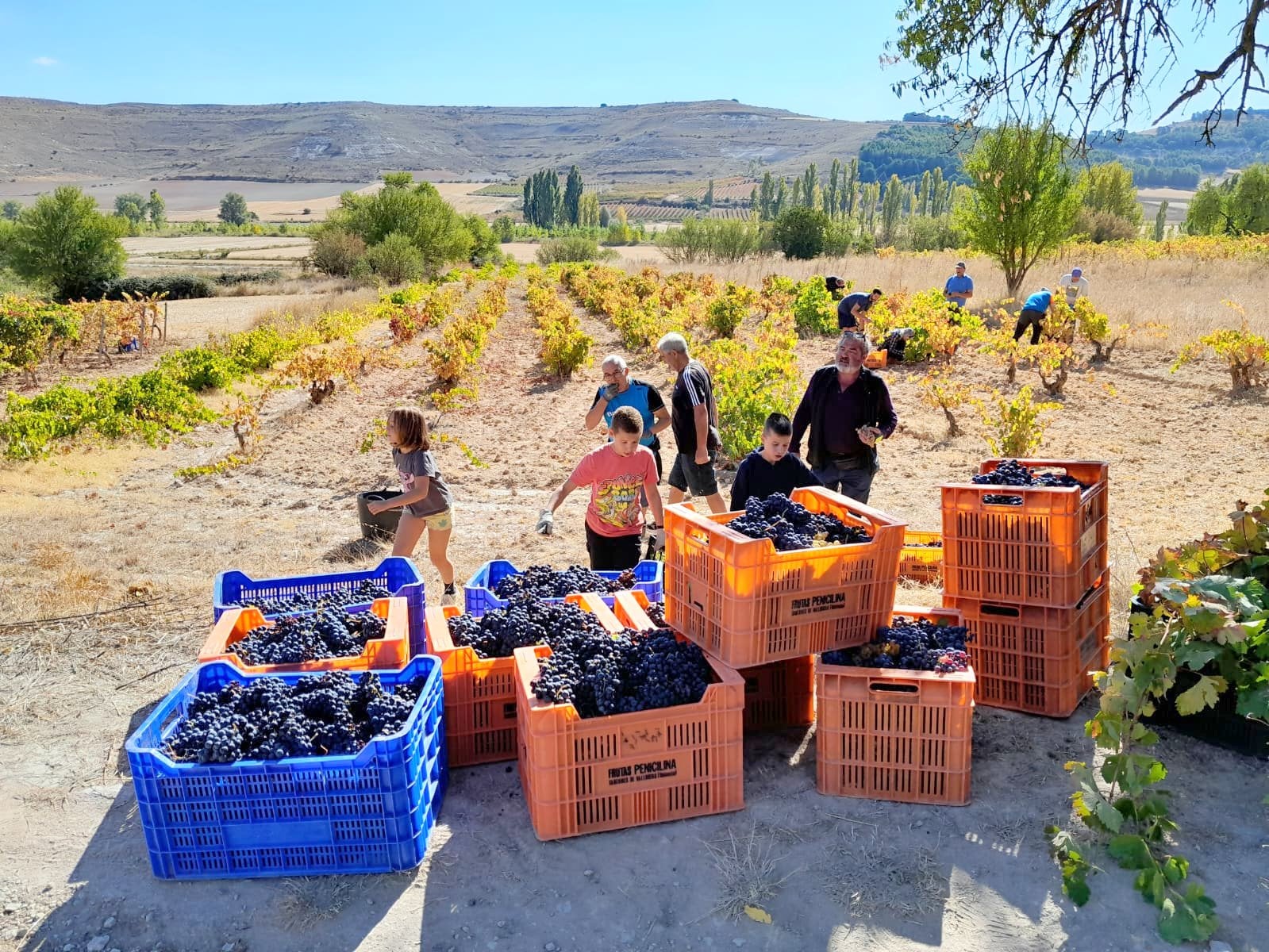 XVII Fiesta de la Vendimia en Castrillo de Don Juan