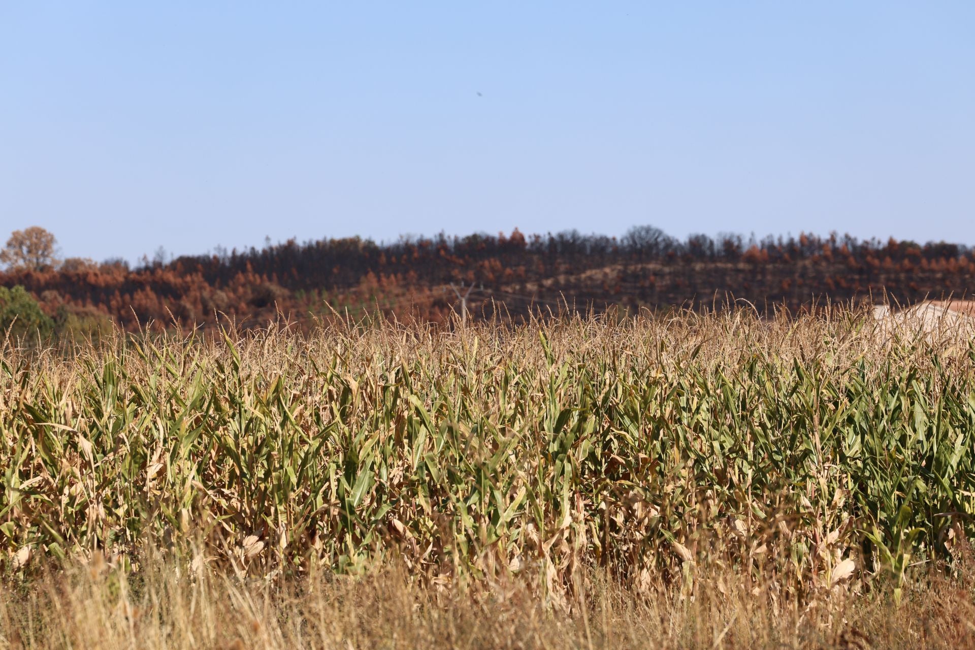 Las imágenes de la situación actual en Castrocalbón y Quintana y Congosto tras los incendios