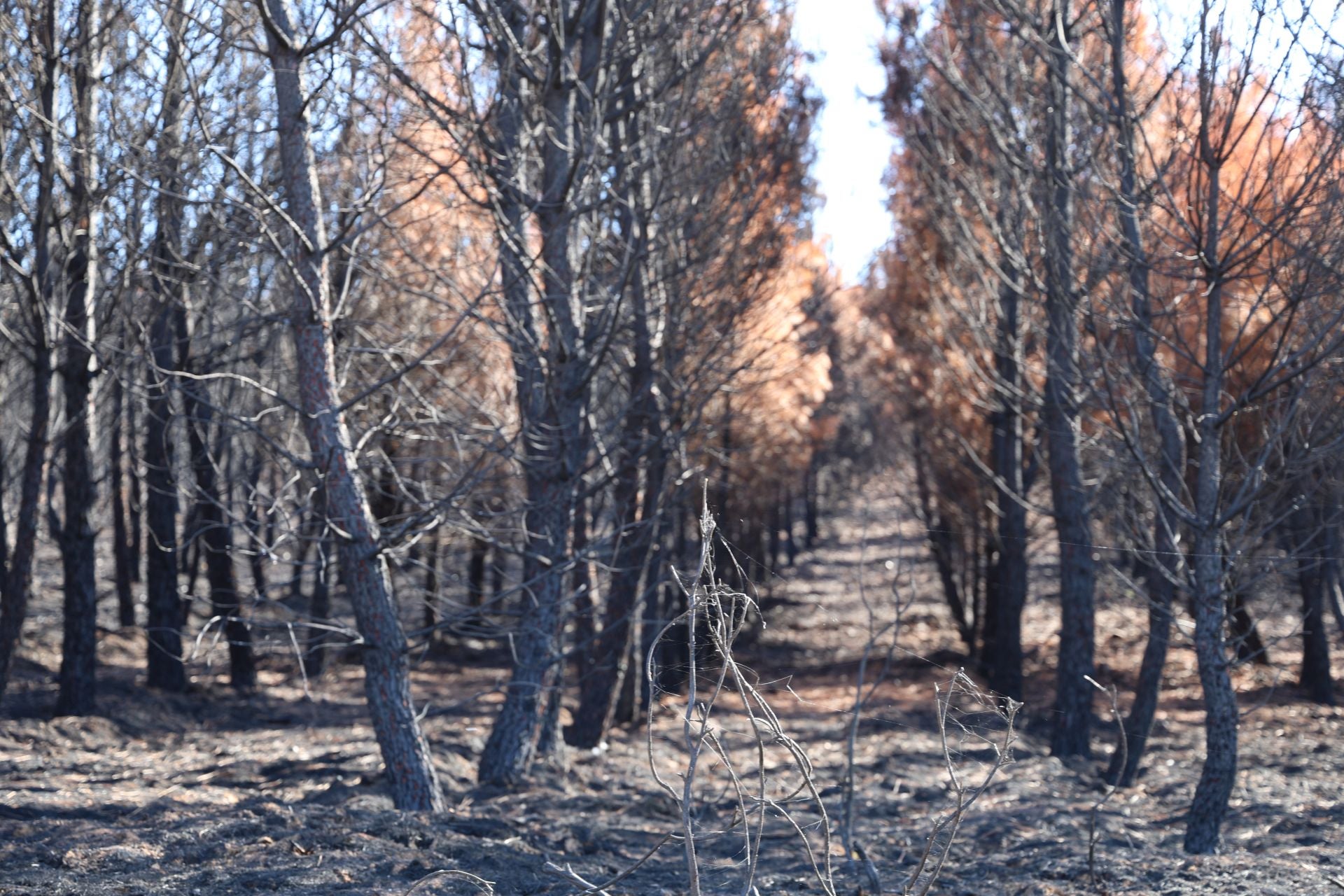 Las imágenes de la situación actual en Castrocalbón y Quintana y Congosto tras los incendios