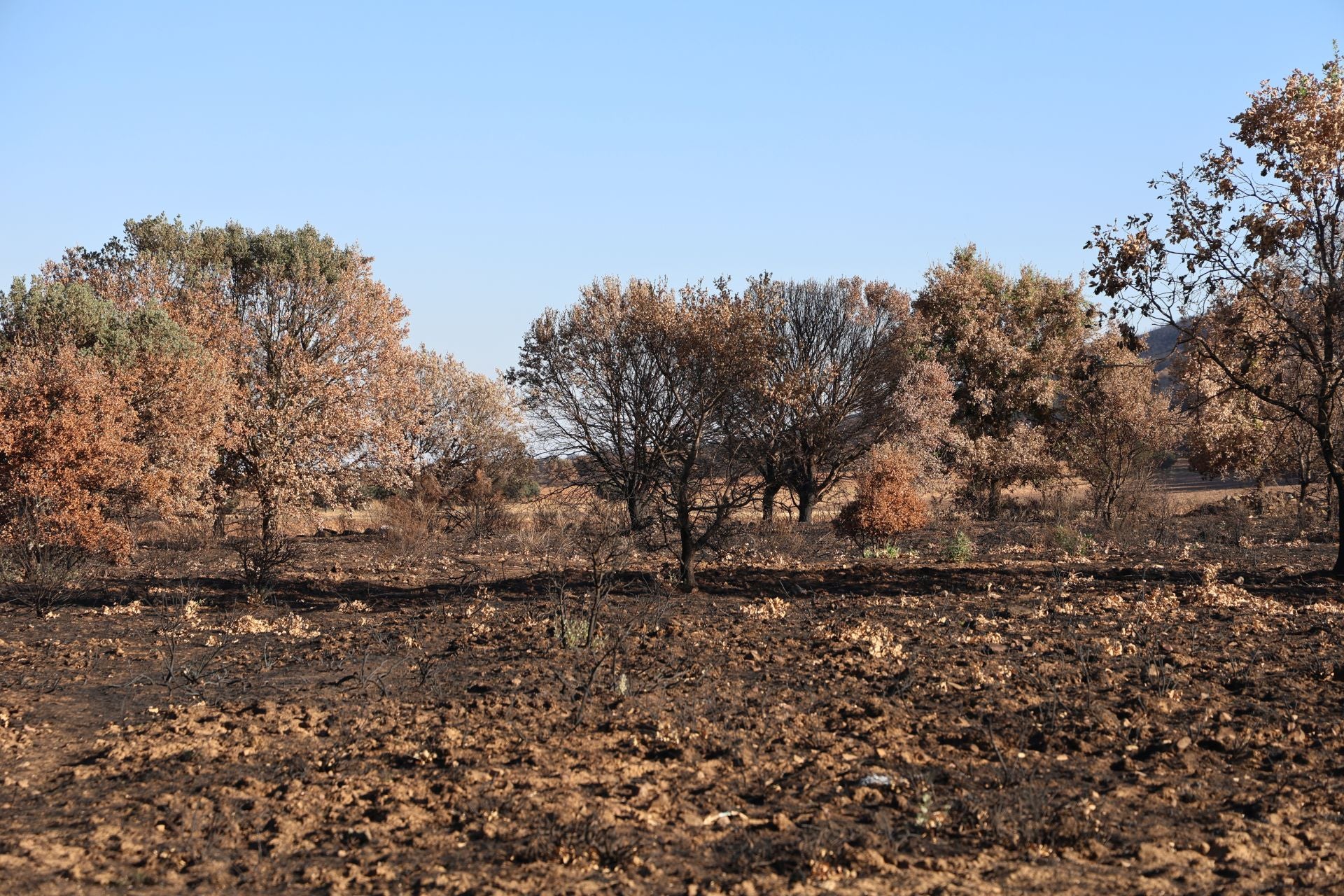 Las imágenes de la situación actual en Castrocalbón y Quintana y Congosto tras los incendios