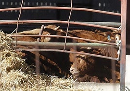 Vacas en una explotación ganadera de la provincia de Segovia, en una imagen de archivo.