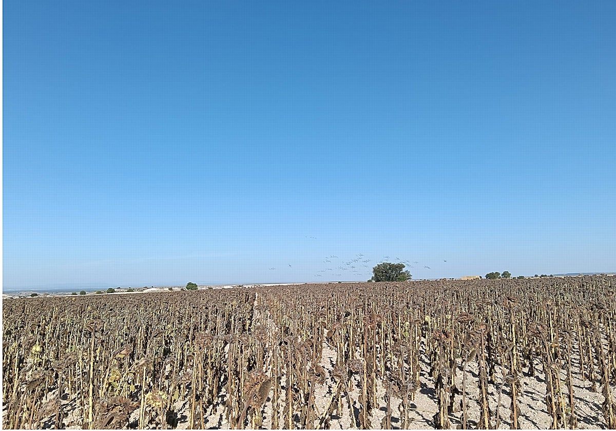 Un campo de girasol en la provincia de Burgos.