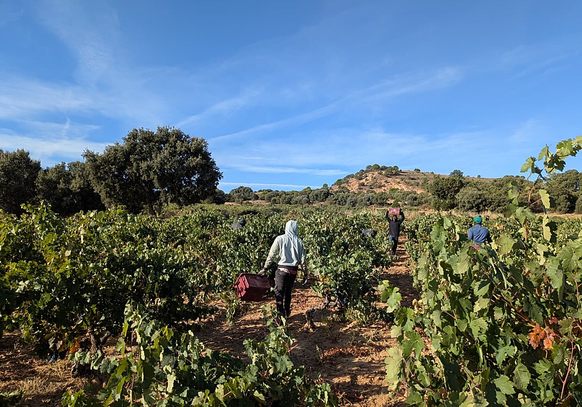 Labores de vendimia en Quintana del Pidio (Burgos)