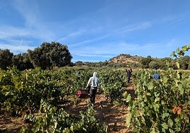 Labores de vendimia en Quintana del Pidio (Burgos)