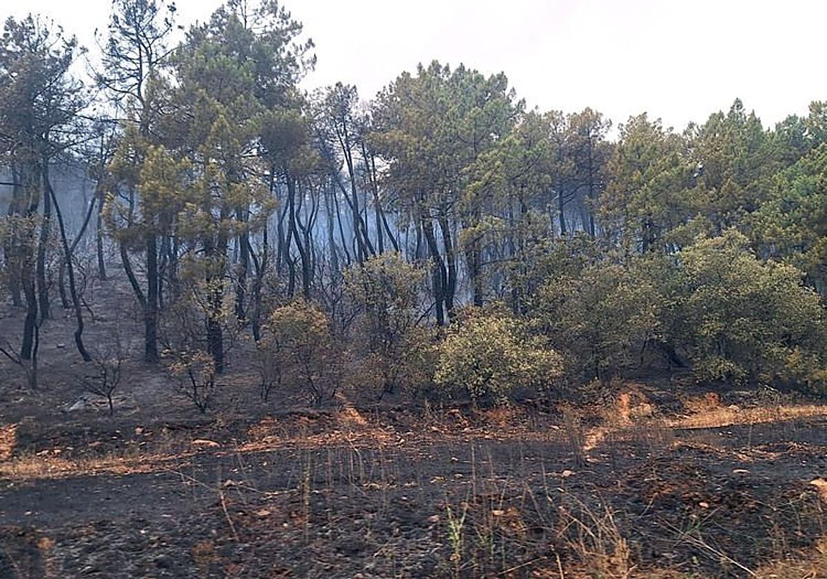 Bosque quemado tras un incendio forestal en la provincia de León el pasado agosto.