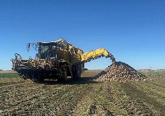 Labores derecogida de remolacha en la pasada campaña.