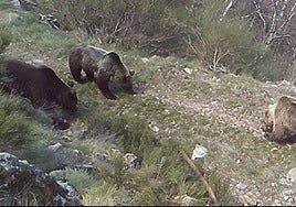 Imagen de archivo de una hembra y sus dos crías de segundo año a punto de independizarse olfatean los rastros del gran macho que persigue a la hembra.