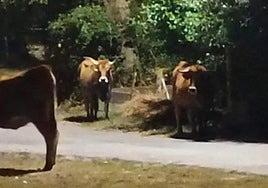 Las vacas, en el pueblo de Riofrío; un coche accidentado contra uno de estos animales; y un árbol destrozado después de servirlas de alimento.