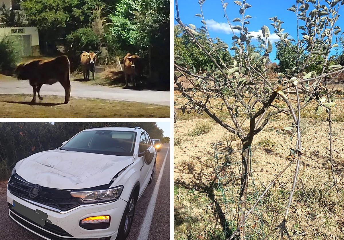 Las vacas, en el pueblo de Riofrío; un coche accidentado contra uno de estos animales; y un árbol destrozado después de servirlas de alimento.