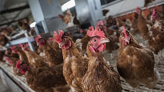 Notificado un séptimo foco de gripe aviar en Valladolid en una granja de Ataquines