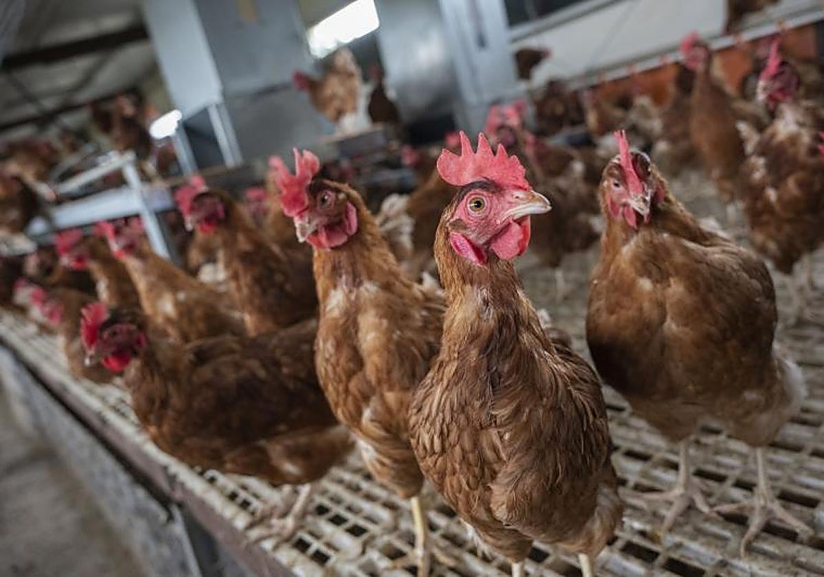 Notificado un séptimo foco de gripe aviar en Valladolid en una granja de Ataquines