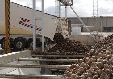 Acor inicia la campaña remolachera y confía en superar el millón de toneladas