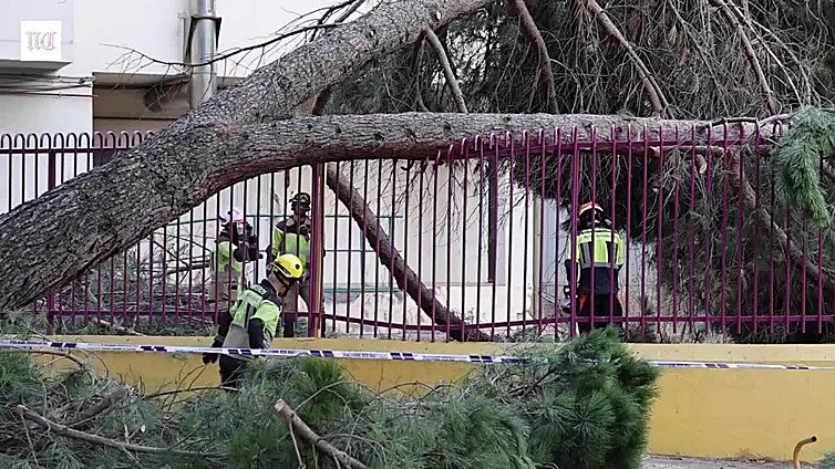 Un pino de gran envergadura cae sobre la Escuela de Música de Valladolid