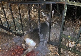 El corzo, atrapado entre los barrotes.