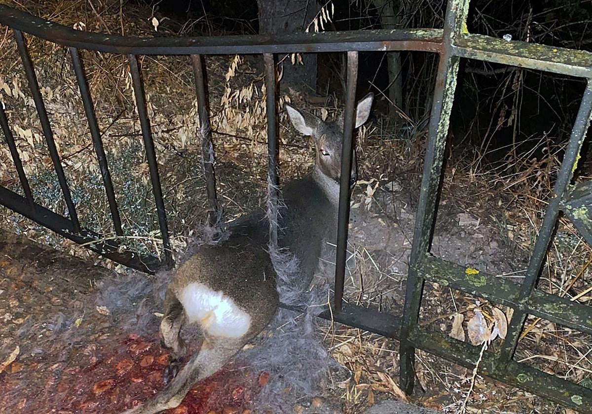 El corzo, atrapado entre los barrotes.