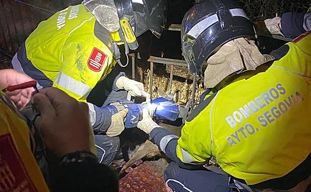 Los bomberos rescatan al animal.