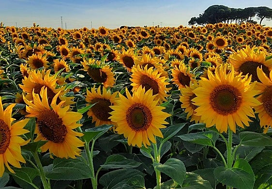 Parcela de girasol en pasadas campañas.