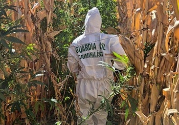 Cuatro detenidos y 1.830 plantas de marihuana intervenidas en Valoria la Buena