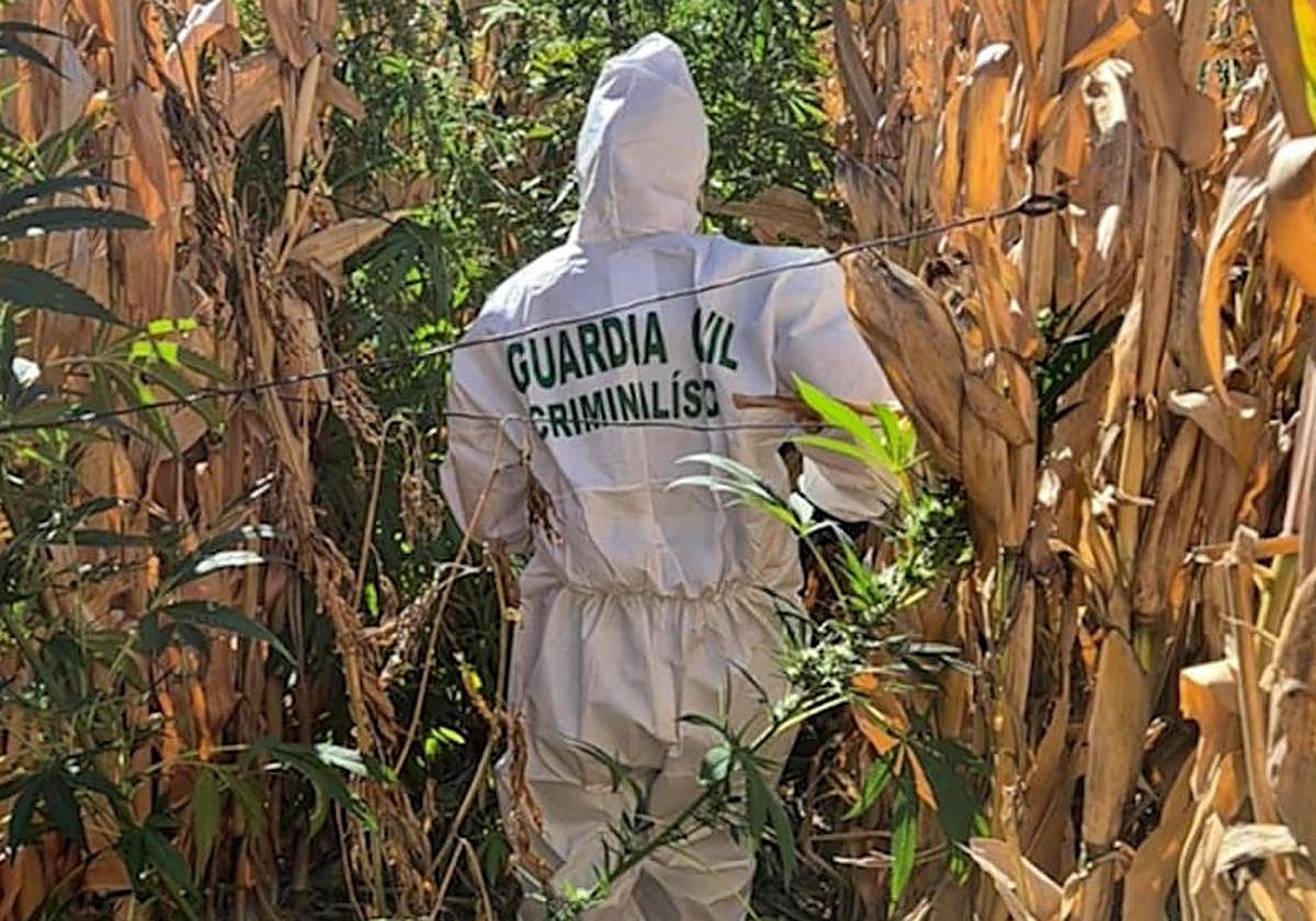 Un agente de Criminalística de la Guardia Civil accede a las plantaciones de marihuana.
