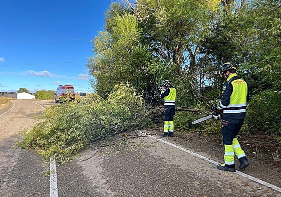 Dos bomberos retiran el árbol caído en la calzada.