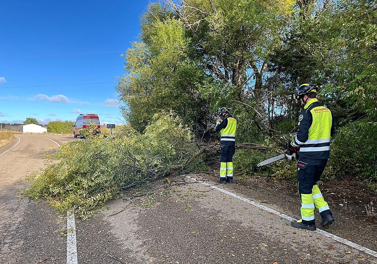 Dos bomberos retiran el árbol caído en la calzada.