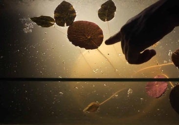 Lo que la pantalla esconde