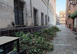 Desaparece el pulmón verde del lateral del Seminario