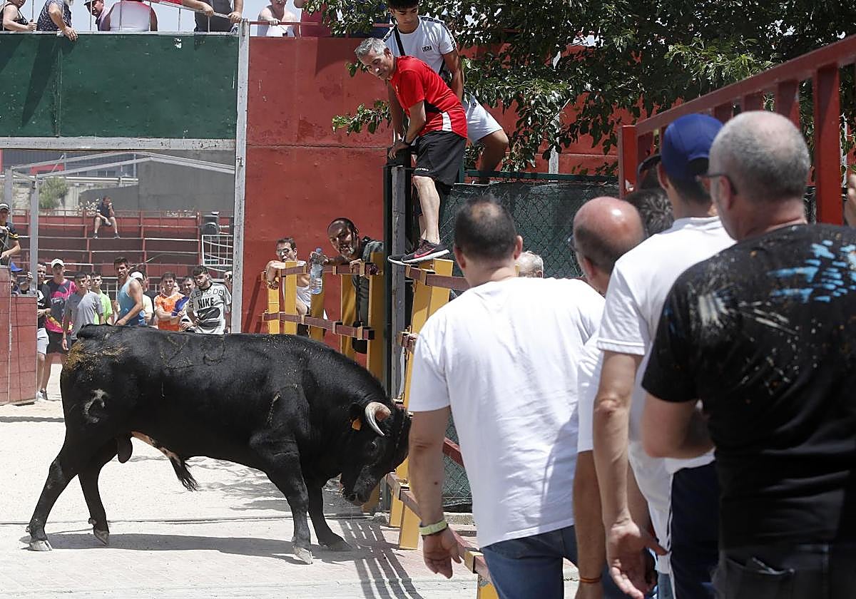 Encierro del Corpus celebrado en junio en Zaratán.