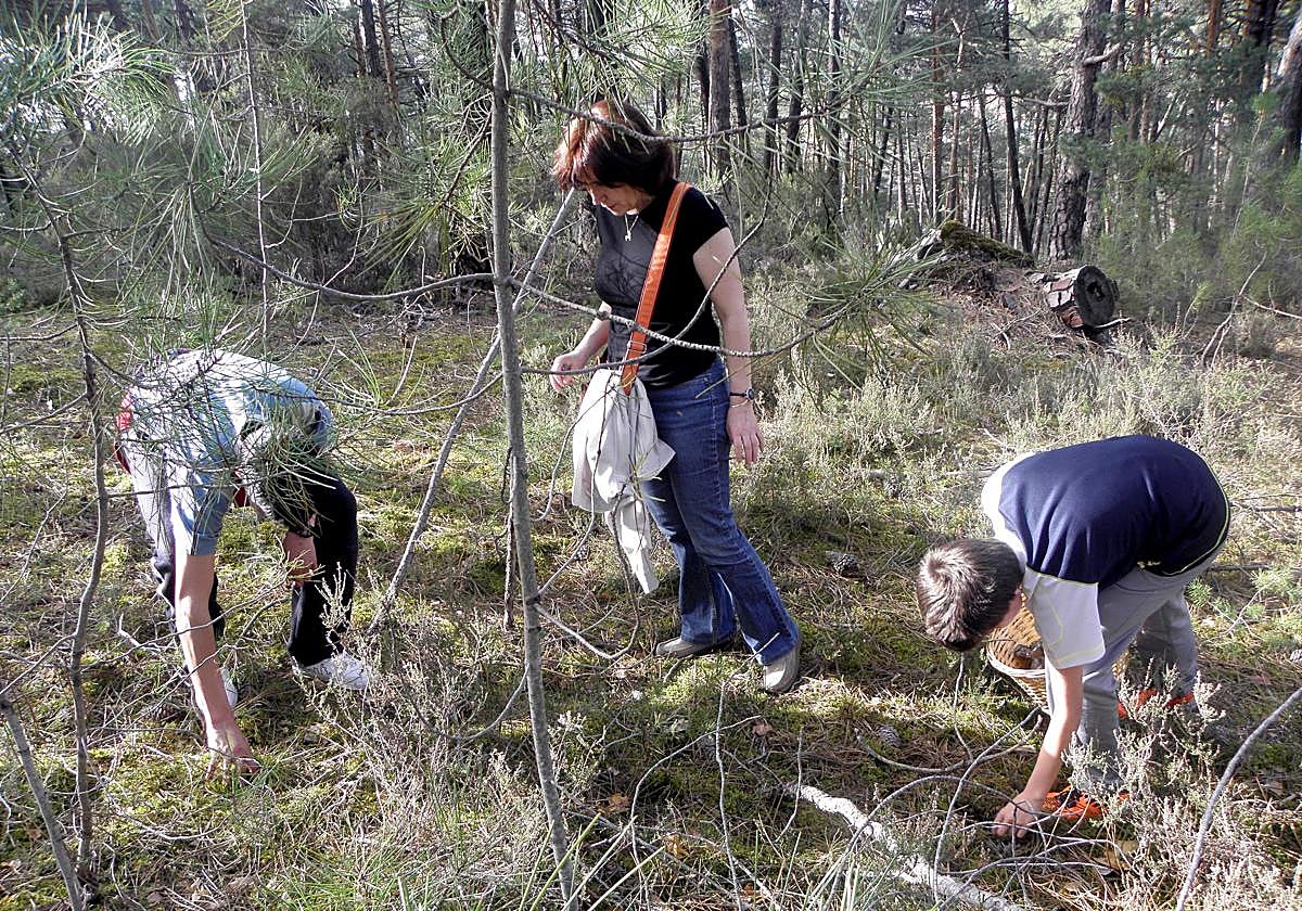 Tres personas recolectan setas en un pinar, en una imagen de archivo.