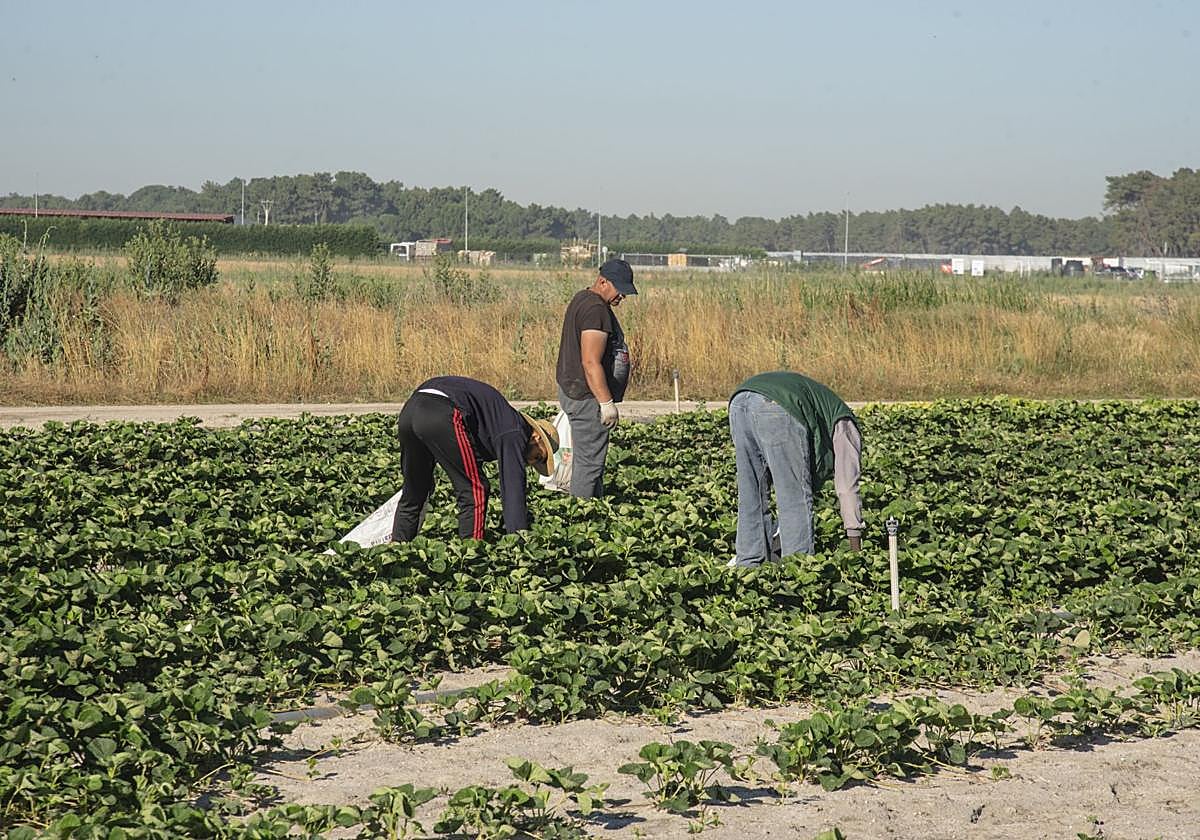Temporeros trabajan en una plantación de la provincia.