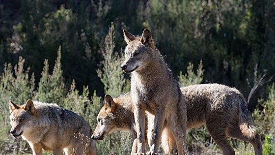 WWF traslada su «preocupación» ante el Defensor del Pueblo por la rebaja de la protección del lobo