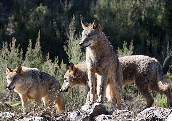 Ejemplares de lobo ibérico en Robledo de Sanabria, Zamora.