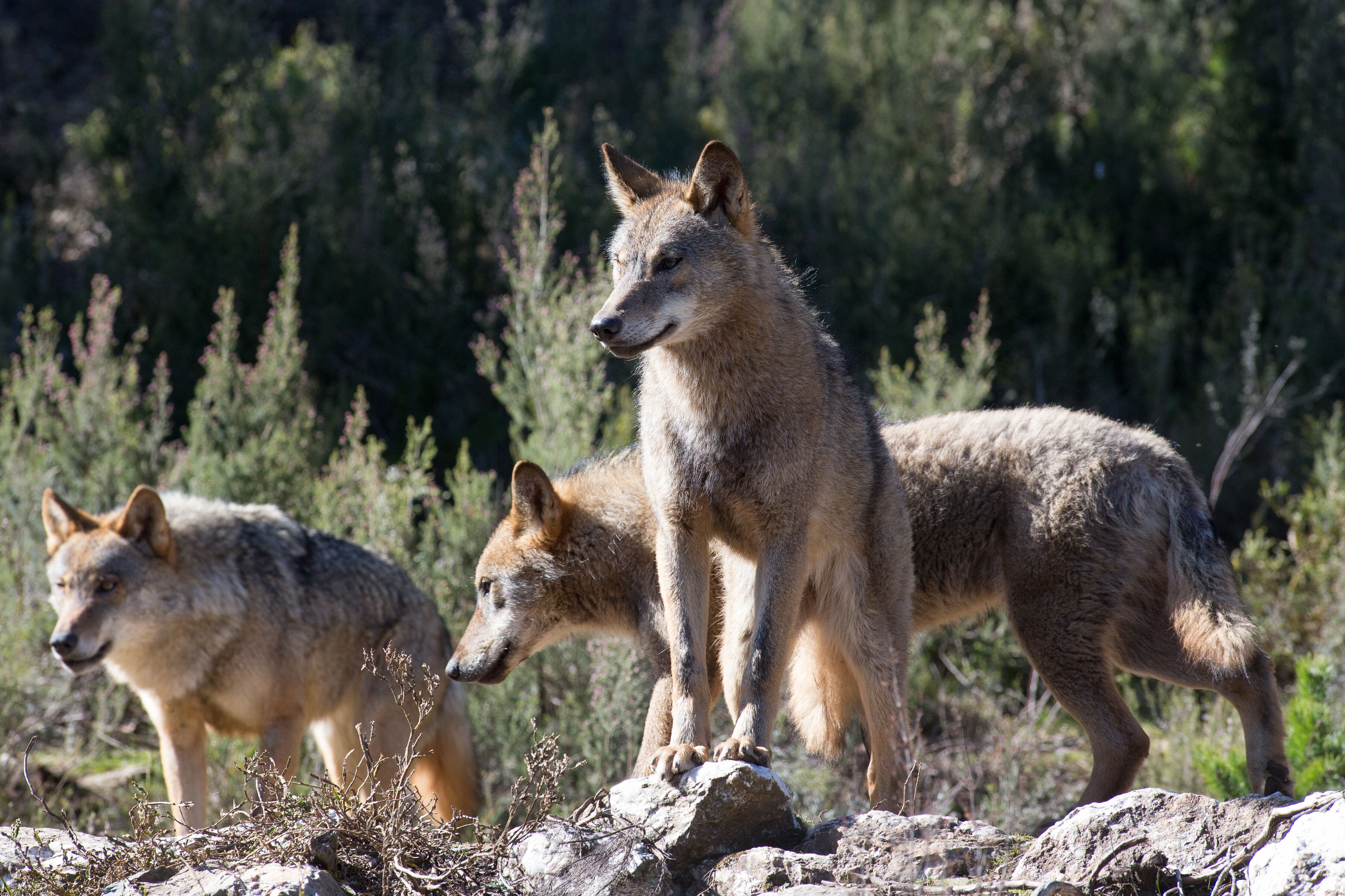 Ejemplares de lobo ibérico en Robledo de Sanabria, Zamora.