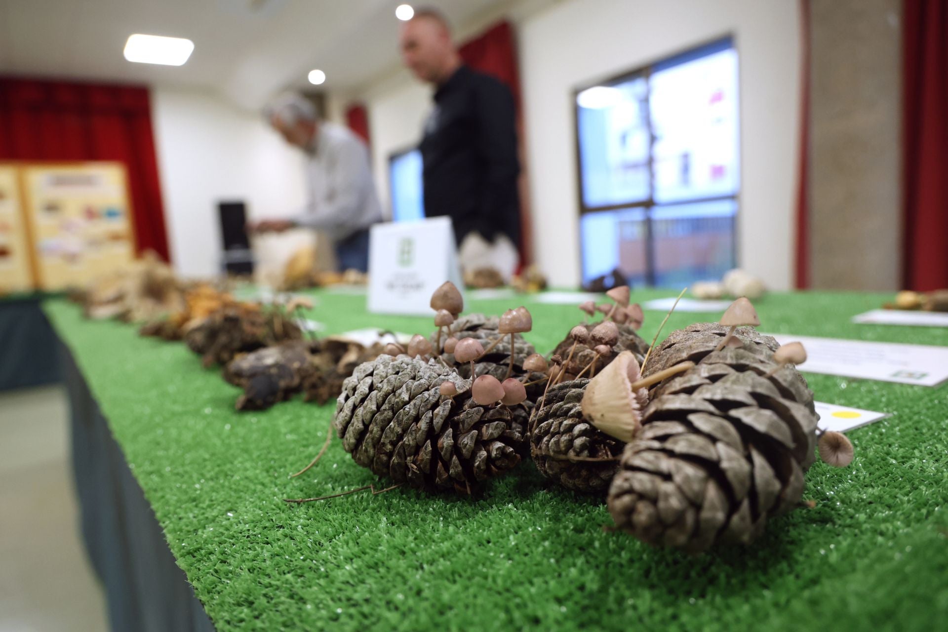 Las fotos de la muestra de setas y hongos de la Asociación Vallisoletana de Micología