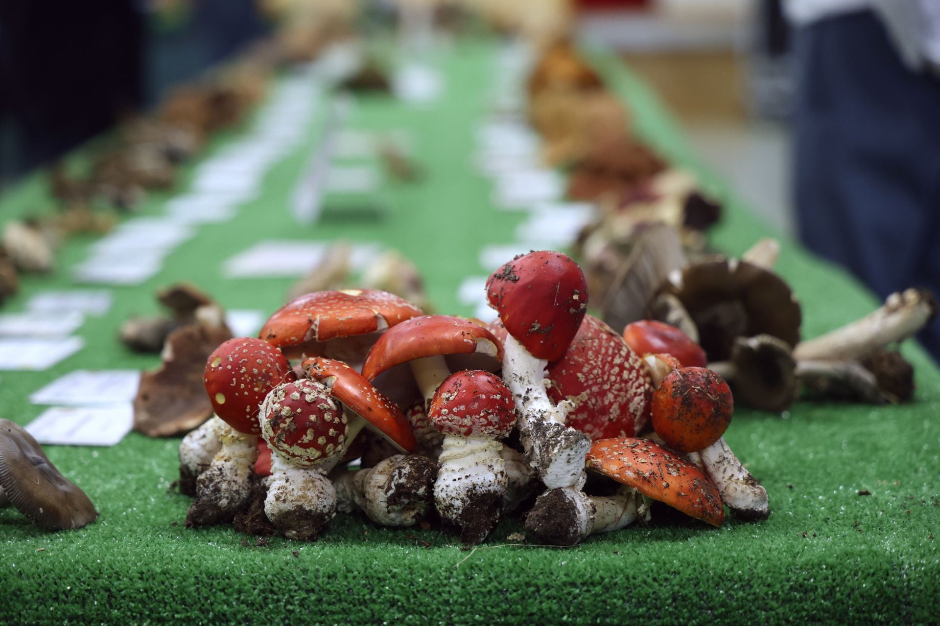 Las fotos de la muestra de setas y hongos de la Asociación Vallisoletana de Micología