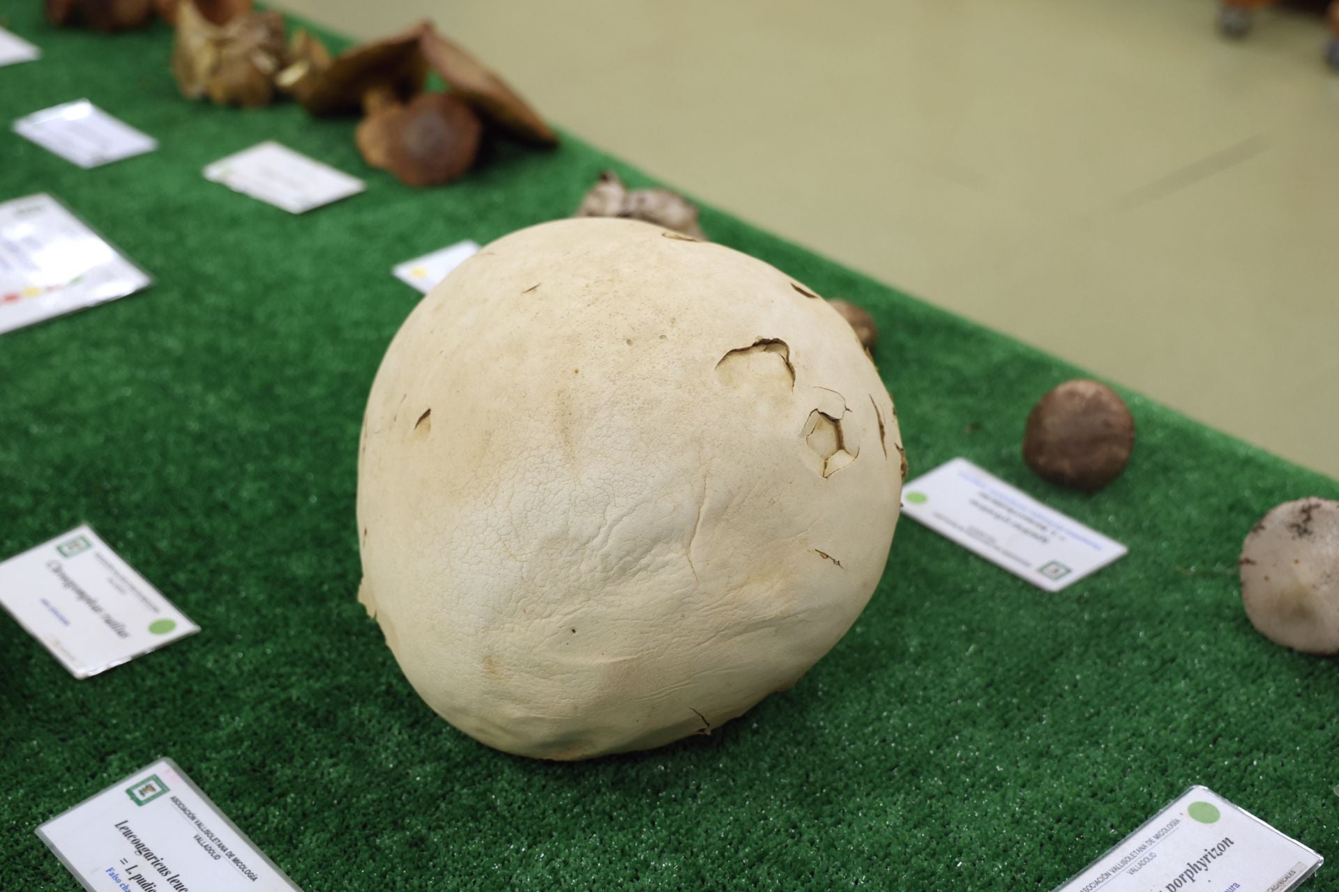 Las fotos de la muestra de setas y hongos de la Asociación Vallisoletana de Micología