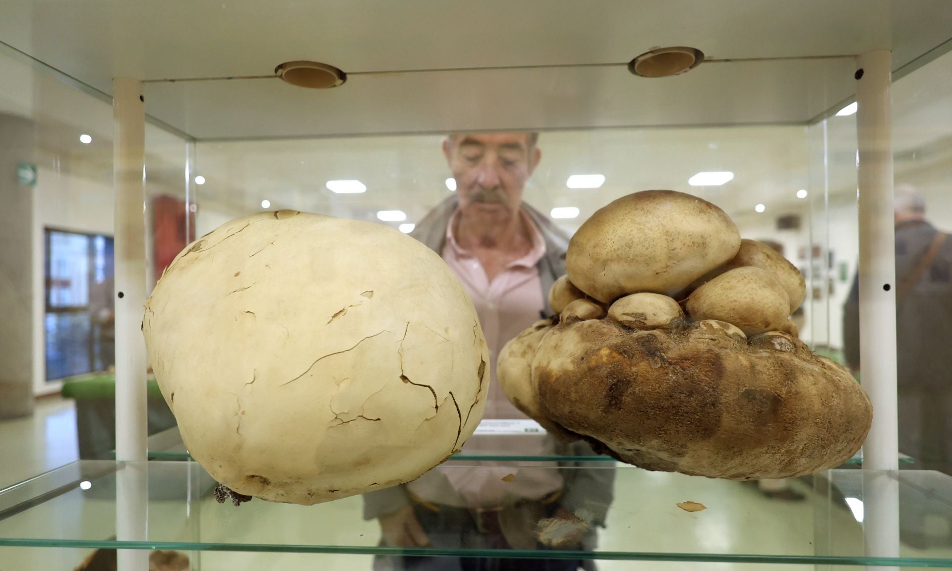 Las fotos de la muestra de setas y hongos de la Asociación Vallisoletana de Micología